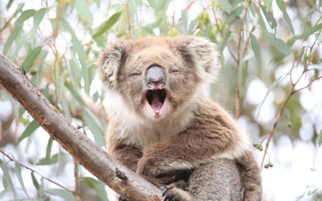 koala events