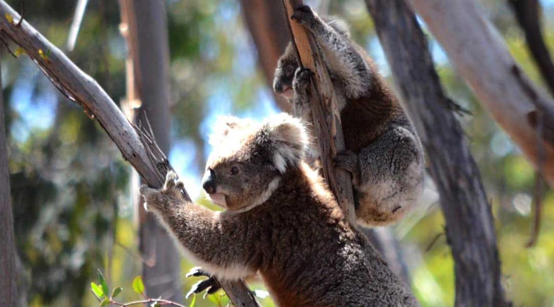 Tree-climbing with joey | Wild Koala Day 2018