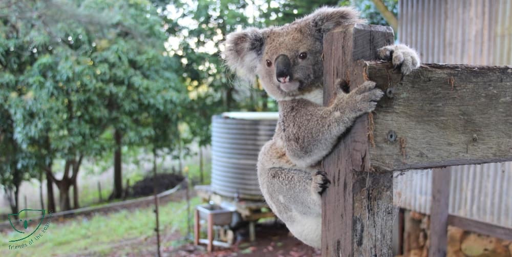 Homes for everybody Wild Koala Day 2018