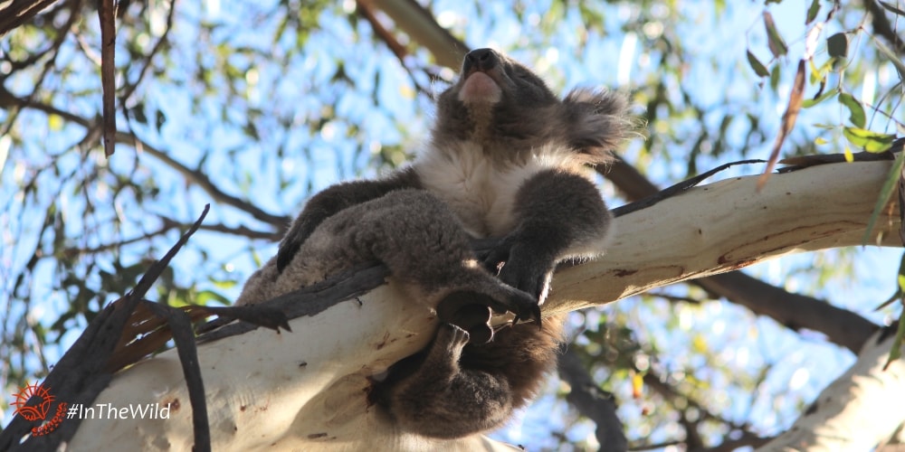 Wild koalas need the bush
