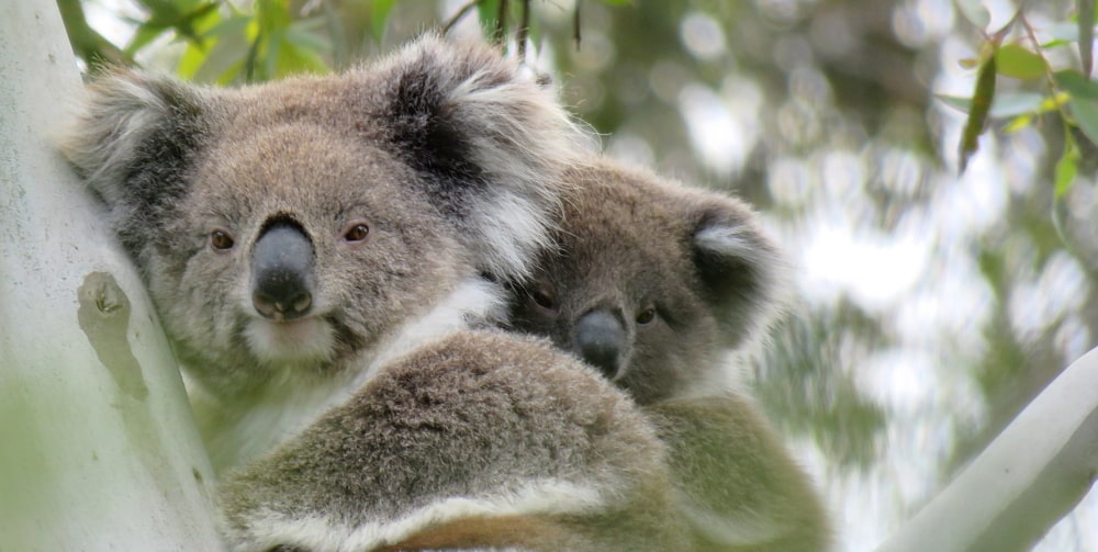 mother and joey wild koala day