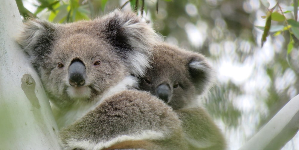 To celebrate Wild Koala Day 2023 I was lucky to spot this girl