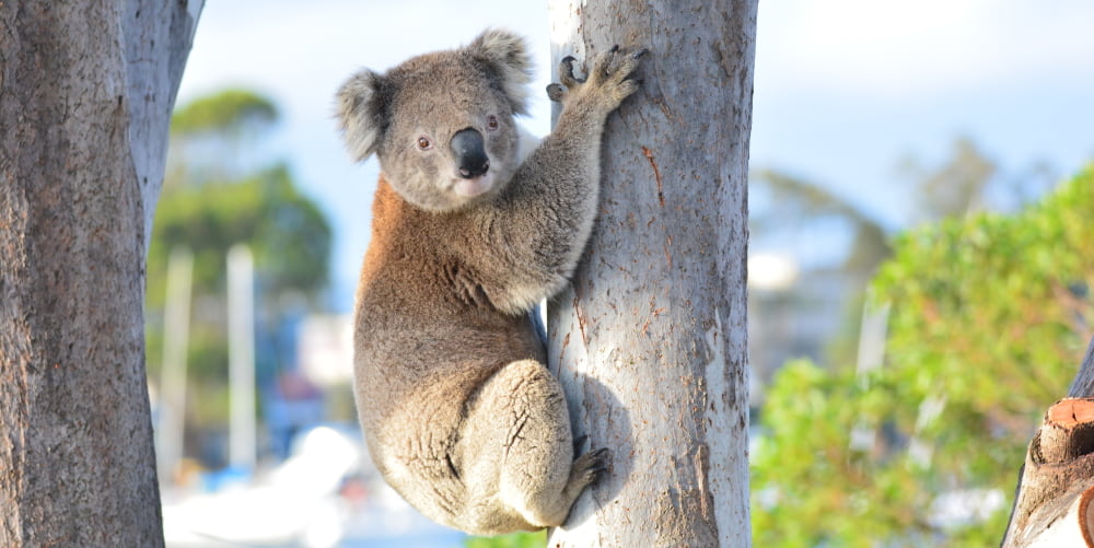 raymond island koala victoria