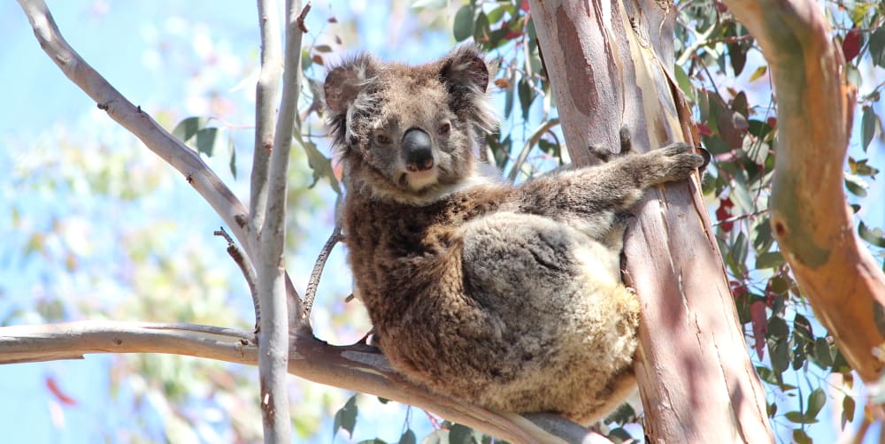 What is international Wild Koala Day?