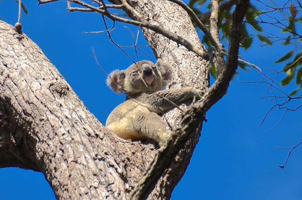 wild koala Noosa NP Queensland