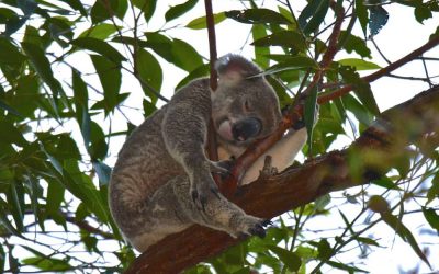 How to see wild koalas in Noosa