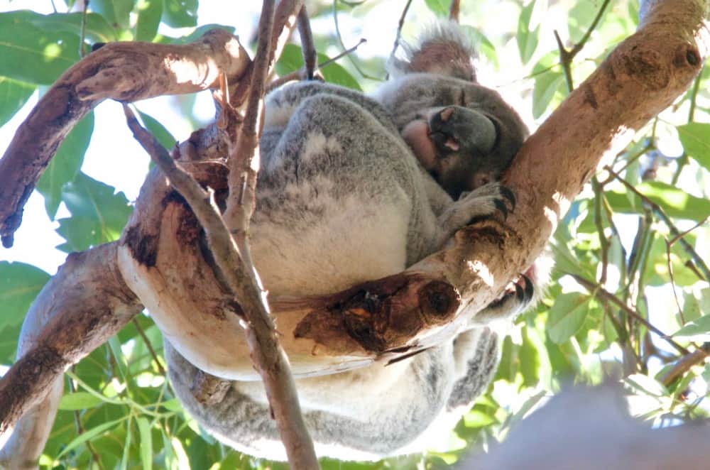 beloved wild koala Noosa