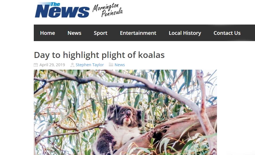wild koala day in MP news