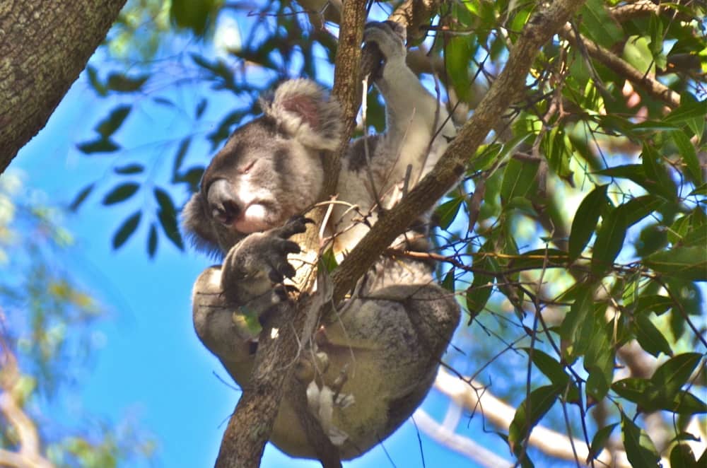 A wild Koala story from Noosa, part 1.