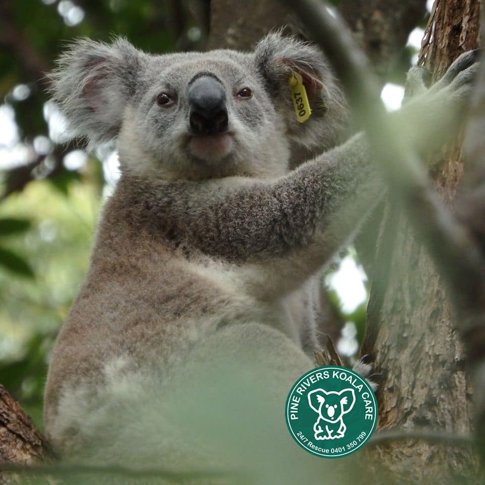 What to do Wild Koala Day