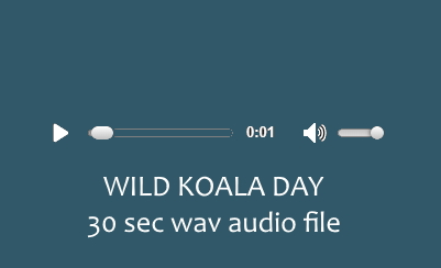 wild koala day community service announcement