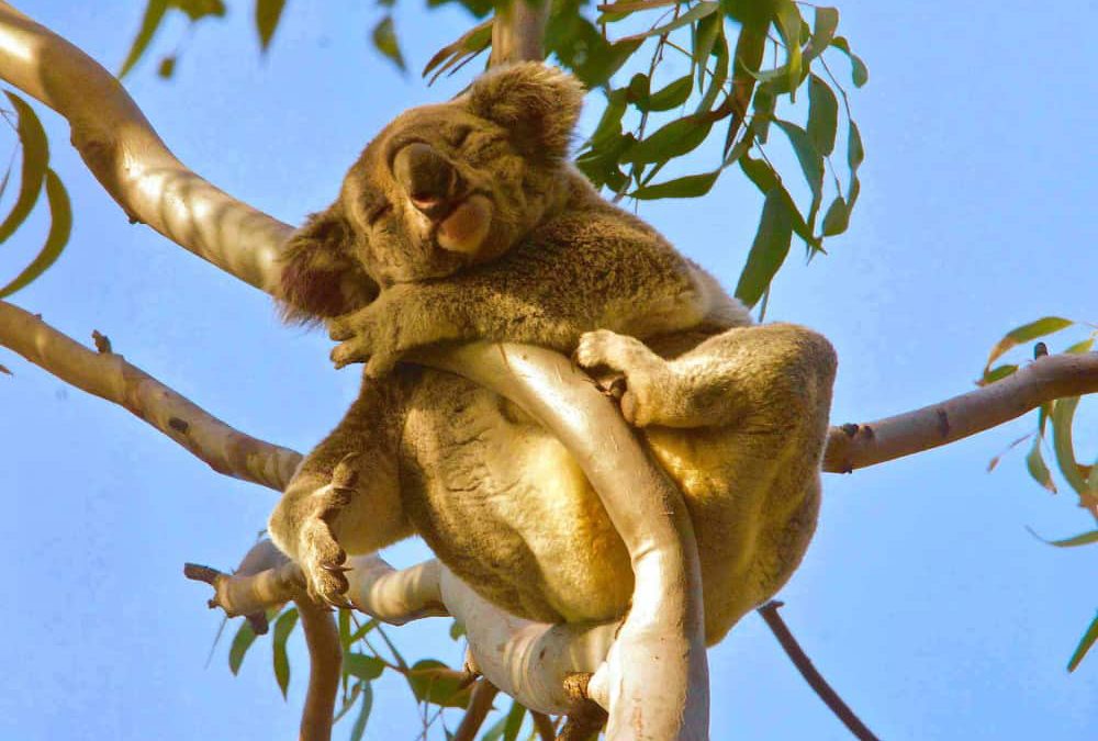 sleeping wild koala