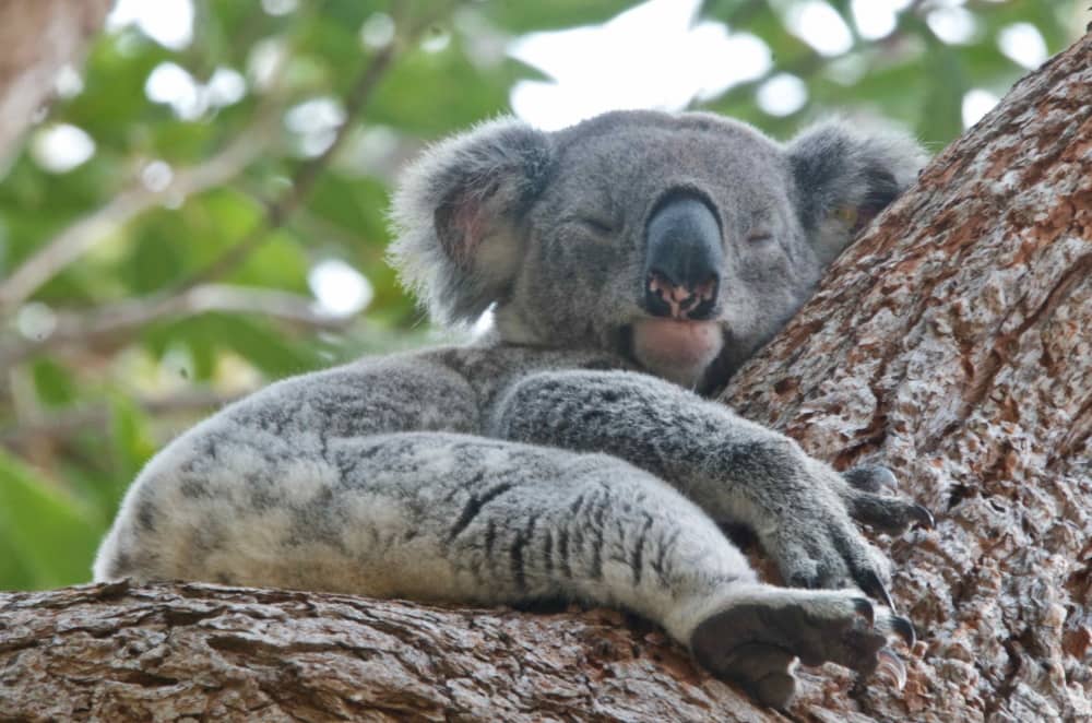 Male wild koala Noosa