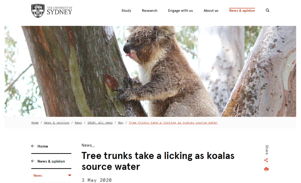 wild koala day uni sydney