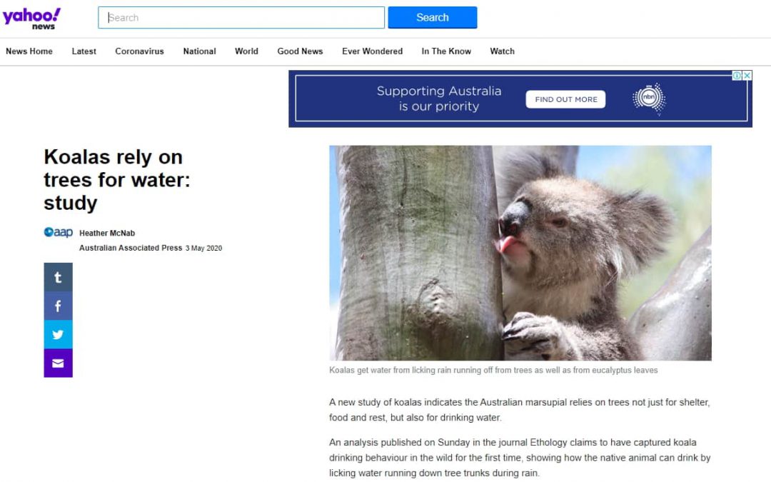 yahoo news wild koala day