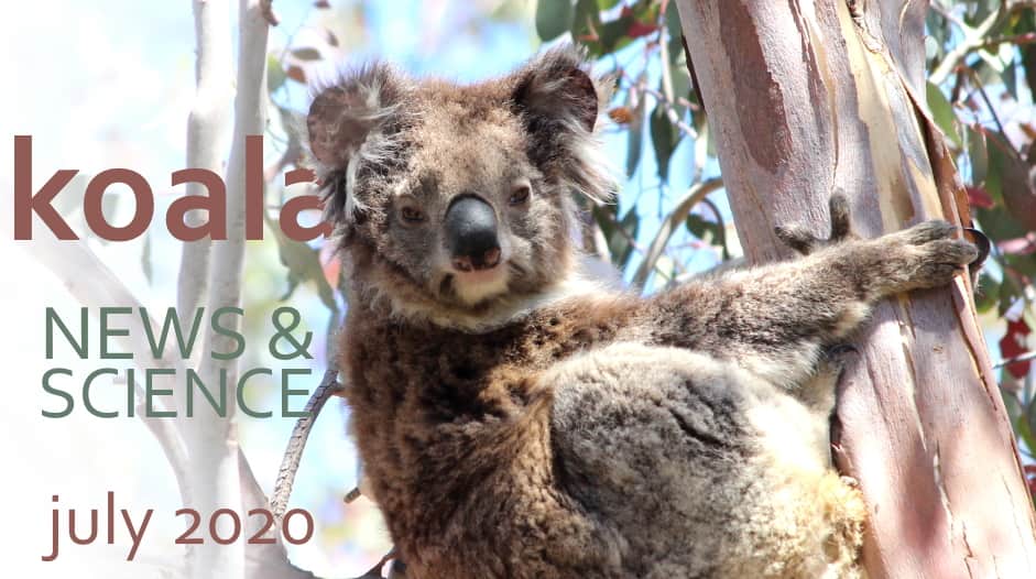 Koala news science newsletter july 2020