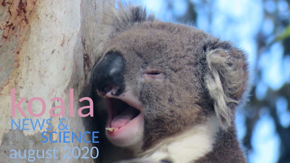 Koala yawning news science newsletter august 2020