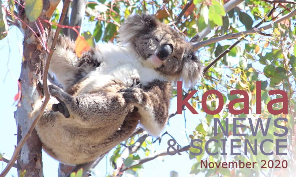 Koala News & Science November 2020