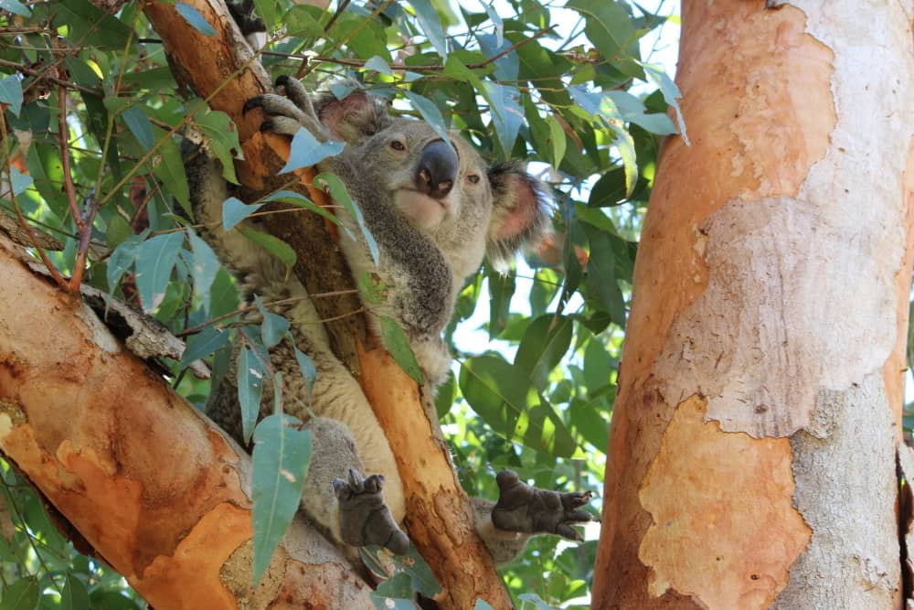Koala Action Gympie media release