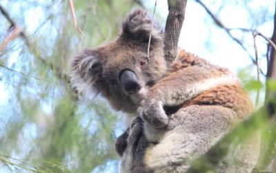 Koalas Need More Than A Population Census: Open Letter to Federal Environment Minister