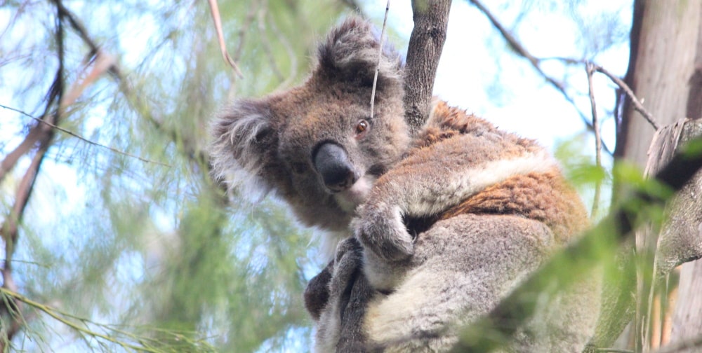 koala header open letter
