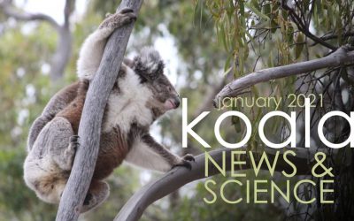 Koala News & Science: January 2021