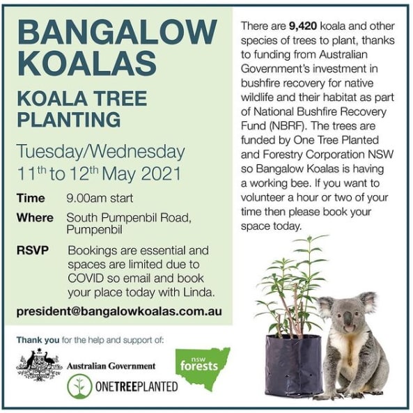 Tree planting event wild koala day NSW