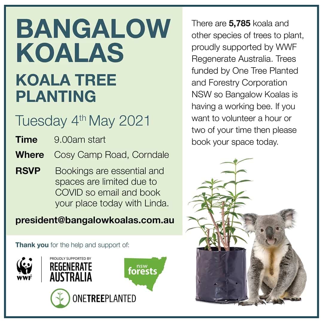 Tree planting wild koala day northern NSW