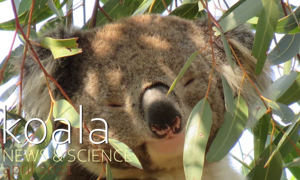 koala news science april 2021