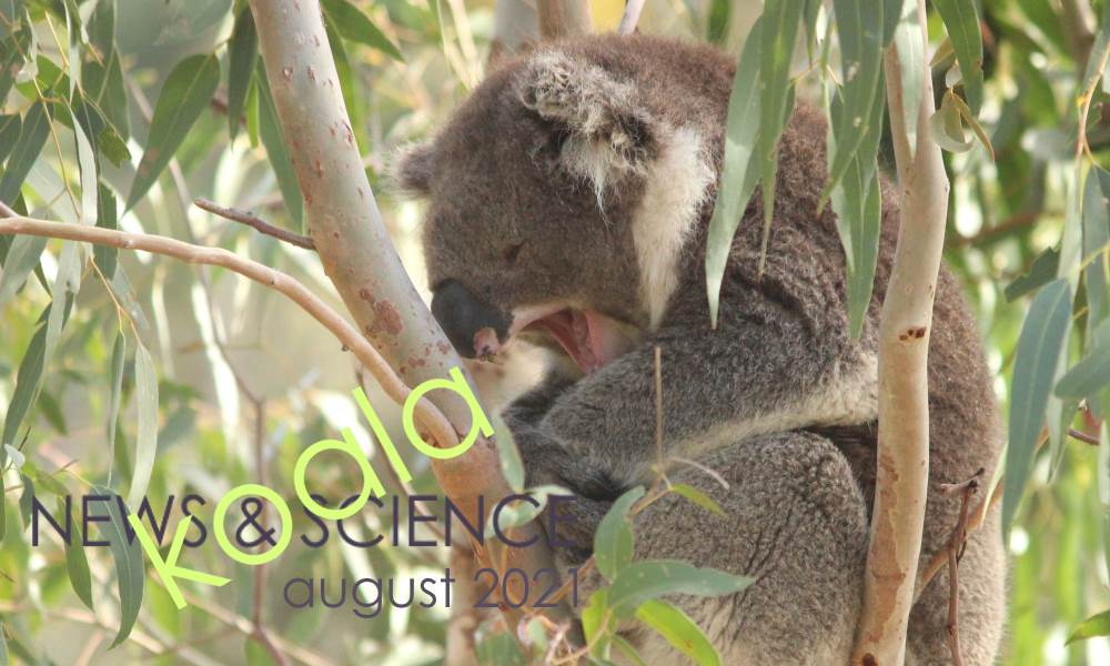 koala yawning news science august 2021