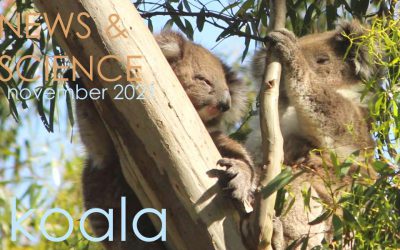 Koala News & Science November 2021
