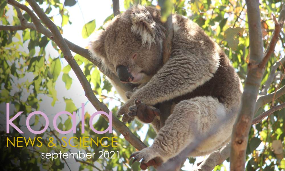 Koala News & Science September 2021