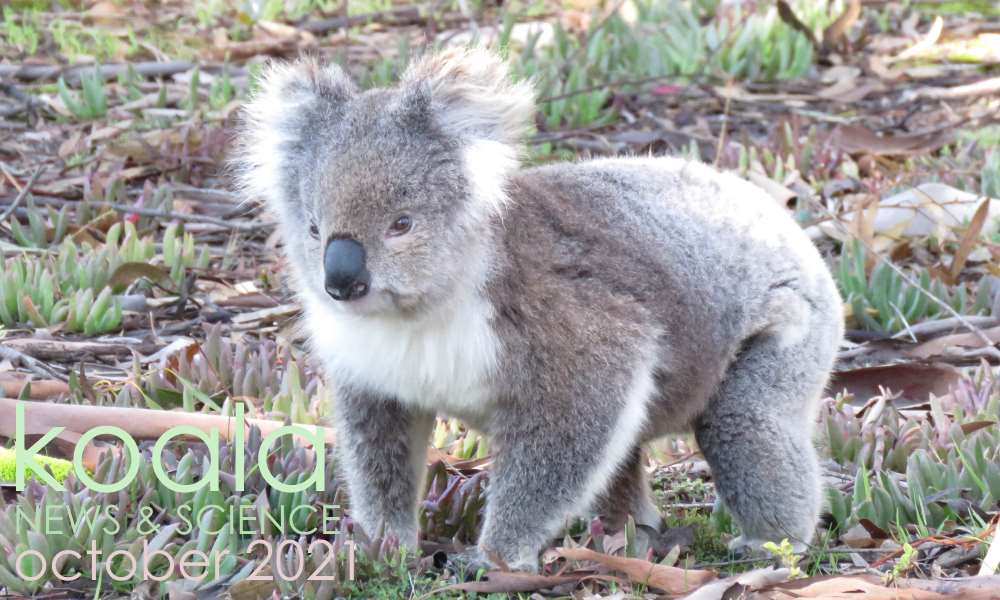 Koala News & Science October 2021
