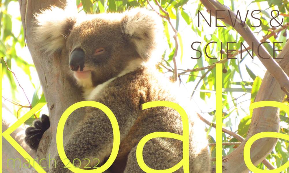 Koala News & Science March 2022