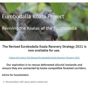 eurobodalla koalas wild koala day 2022