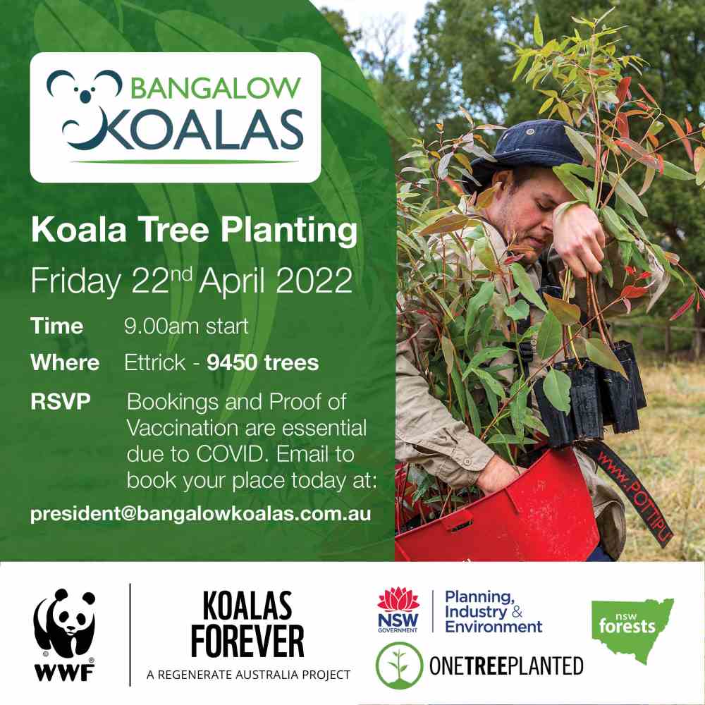 tree planting northern NSW wild koala day