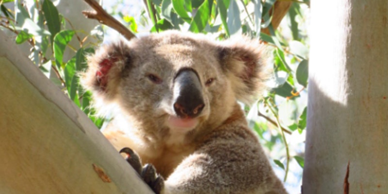 campbelltown wild koala day planting