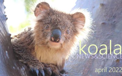 Koala News & Science April 2022