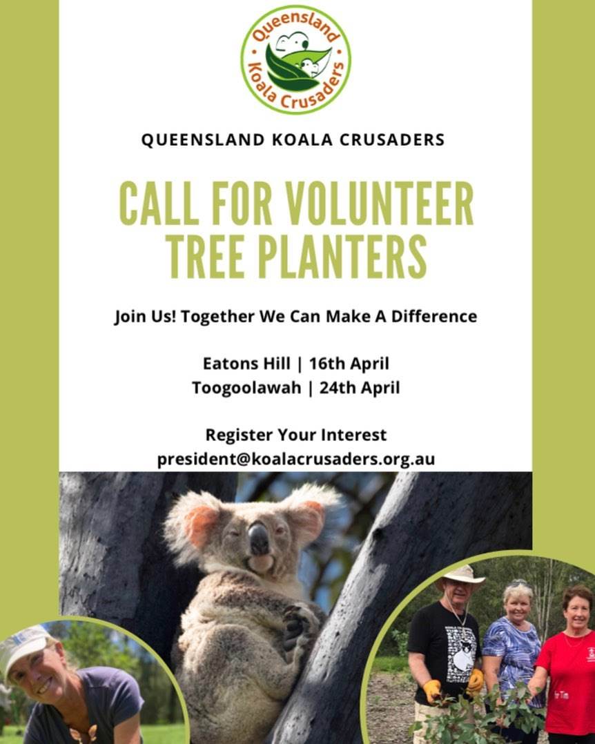 queensland koala tree planting wild koala day