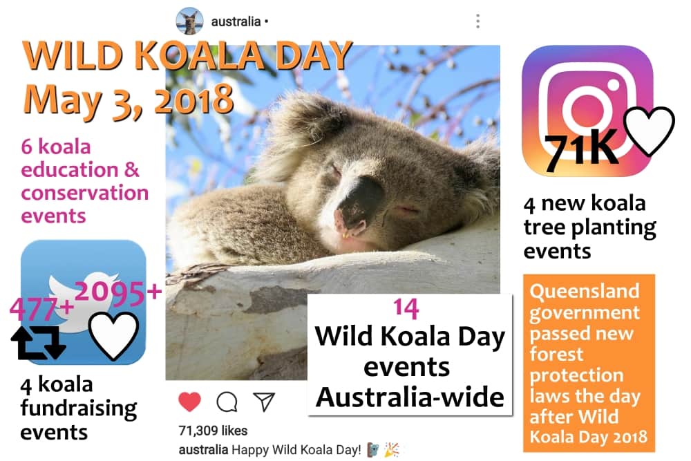 wild koala day 2018 results