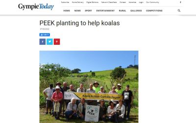 Gympie Times feature Wild Koala Day