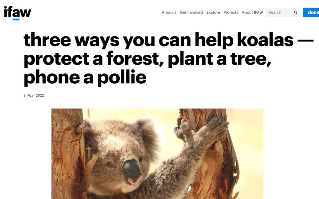 ifaw wild koala day 2022