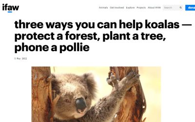 IFAW 3 ways to help koalas on Wild Koala Day