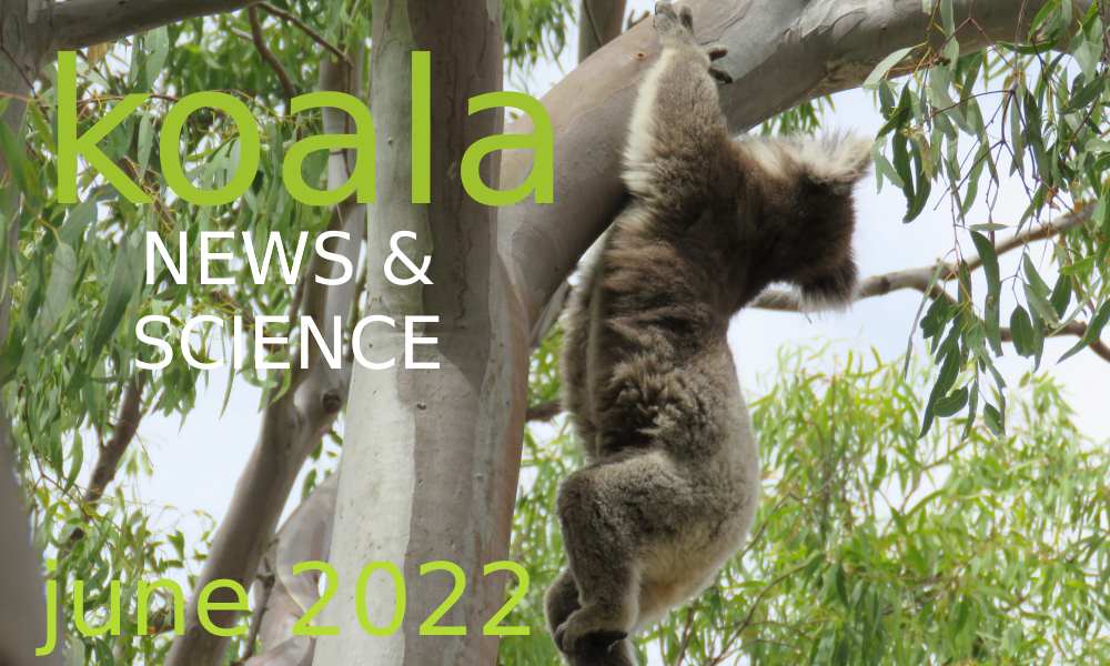 koala news science june 2022