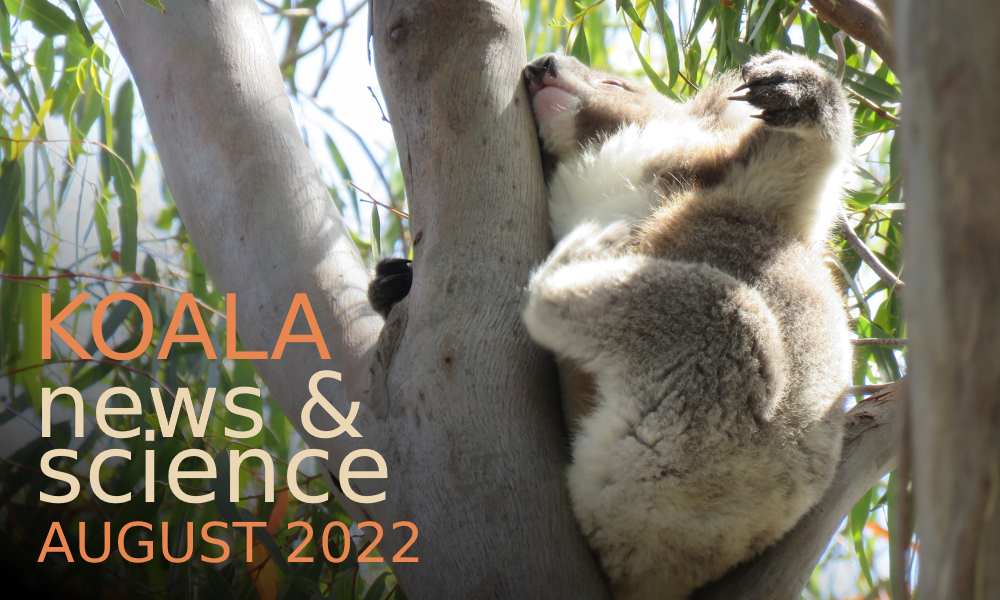 koala news science august 2022