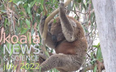 Koala News & Science July 2022