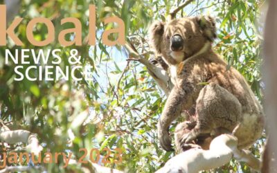 Koala News & Science January 2023
