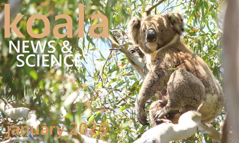 Koala News Science January 2023