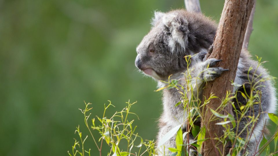 Koala day Queensland