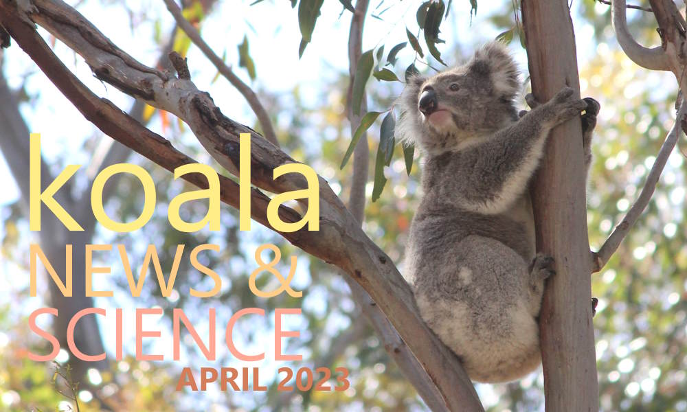 KOALA news science april 2023